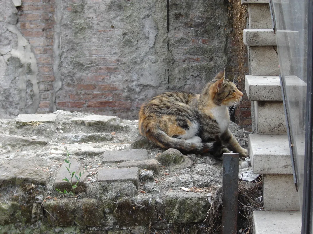 Stray cat in Area Sacra