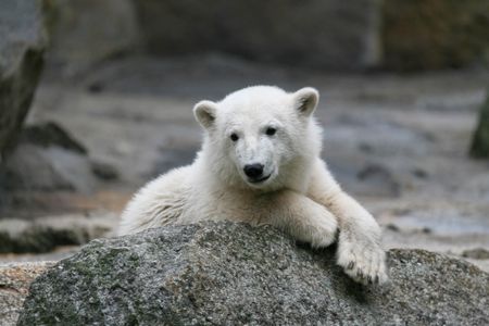 Knut, the star of the Berlin Zoo, died due to swelling in his brain.