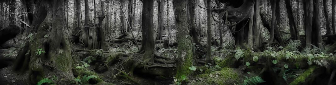 Primeval Forest - this image is of a coastal rain forest in the Pacific ...
