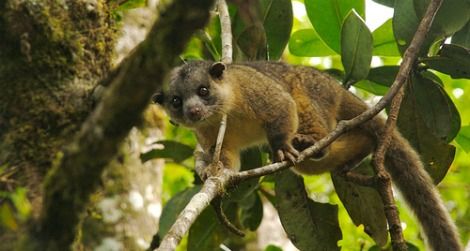 A kinkajou in Costa Rica