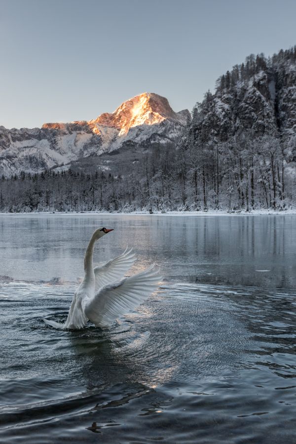 Swan lake thumbnail