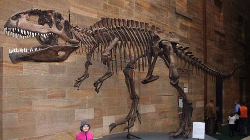 giganotosaurus skull