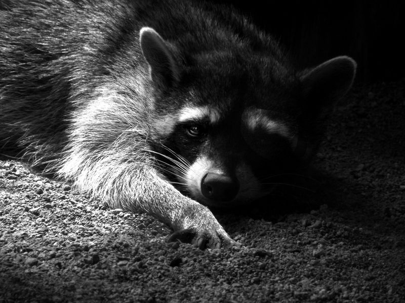 An Eastern raccoon laying on the ground and gazing attentively ...