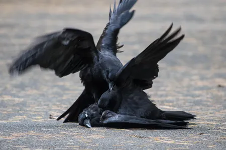 Aggressive or sexual behavior in crows interacting with dead bodies might happen more often when sex hormones run rampant.