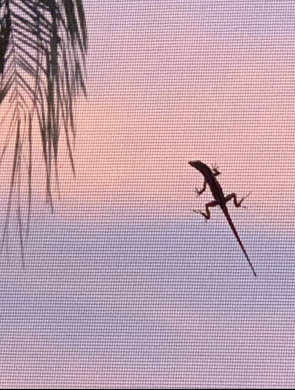 Gecko in Parrish at dusk thumbnail