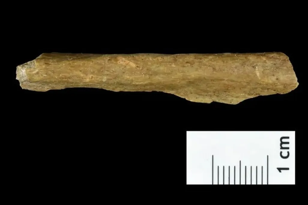 Early Humans