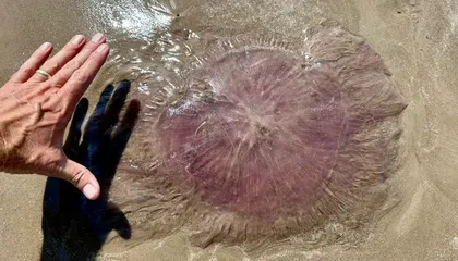Rare 'Pink Meanie' Jellyfish Are Blooming Off the Coast of Texas