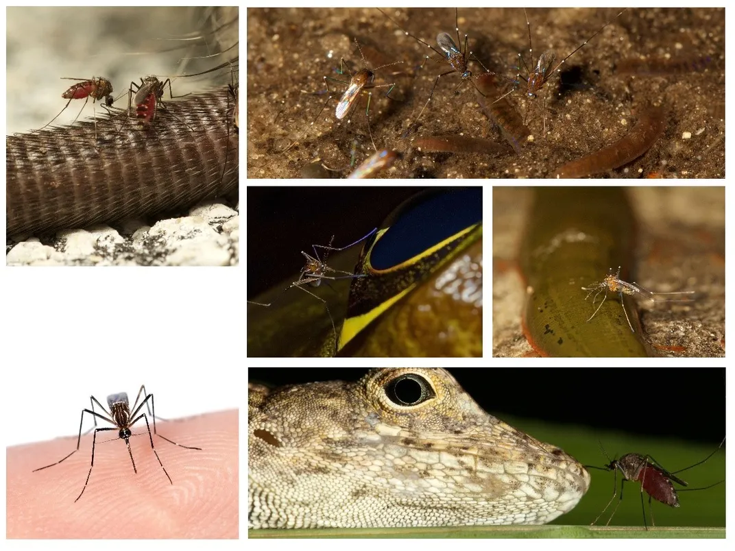 Collage showing six mosquitos sucking blood of host animals