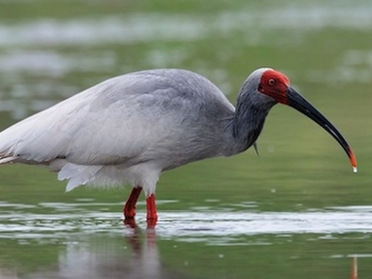 Top 20 Rarest Birds In The World