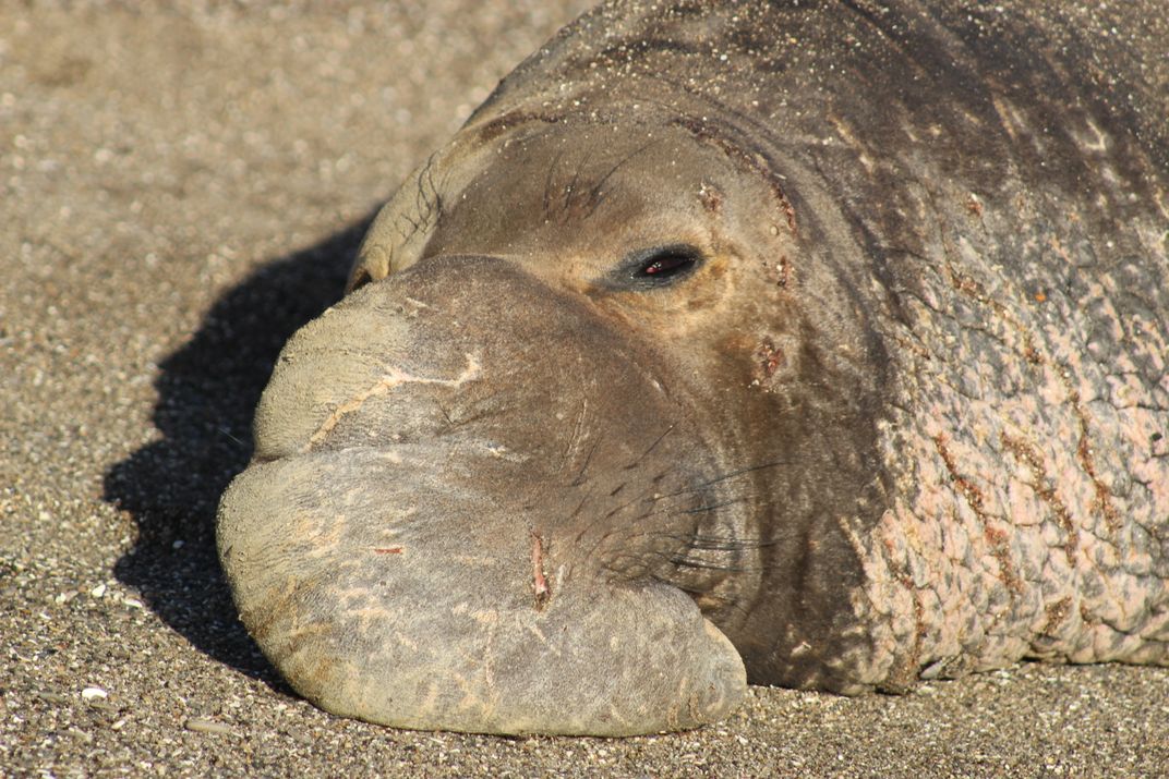 A Male Elephant Seal | Smithsonian Photo Contest | Smithsonian Magazine