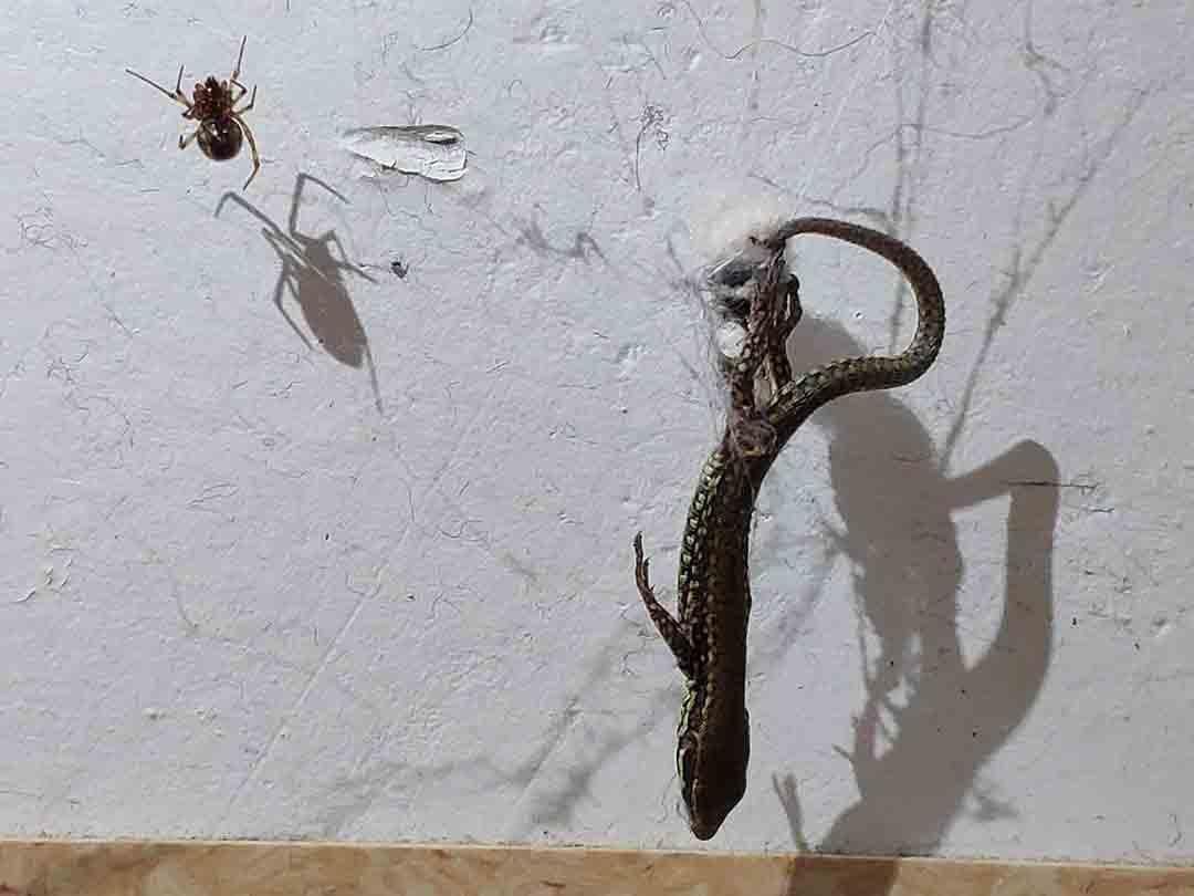 Small Spiders With Big Appetites Use a Pulley System to Catch Large Prey |  Smart News| Smithsonian Magazine