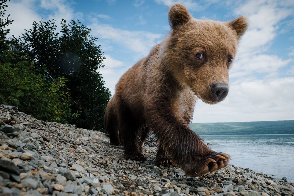 Animals, though we think of them as different, are so reflective of us, but showing this through a photograph is often difficult. However, capturing wildlife up close and intimately helps to create a feeling we can relate to. As opposed to traditional telephoto photography, this wide-angle perspective allows one to experience the genuine curiosity brown bear cubs have during their customary Alaskan beach walks.