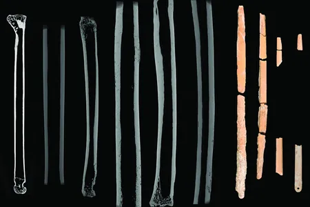 Micro-CT scans of the bone needles and the other examples of bone they were compared against
