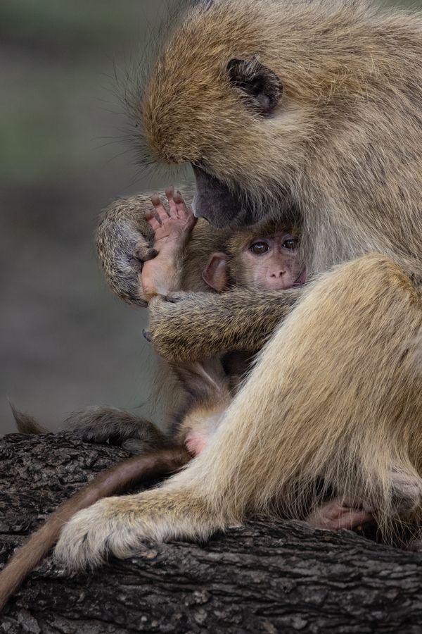 Grooming session thumbnail