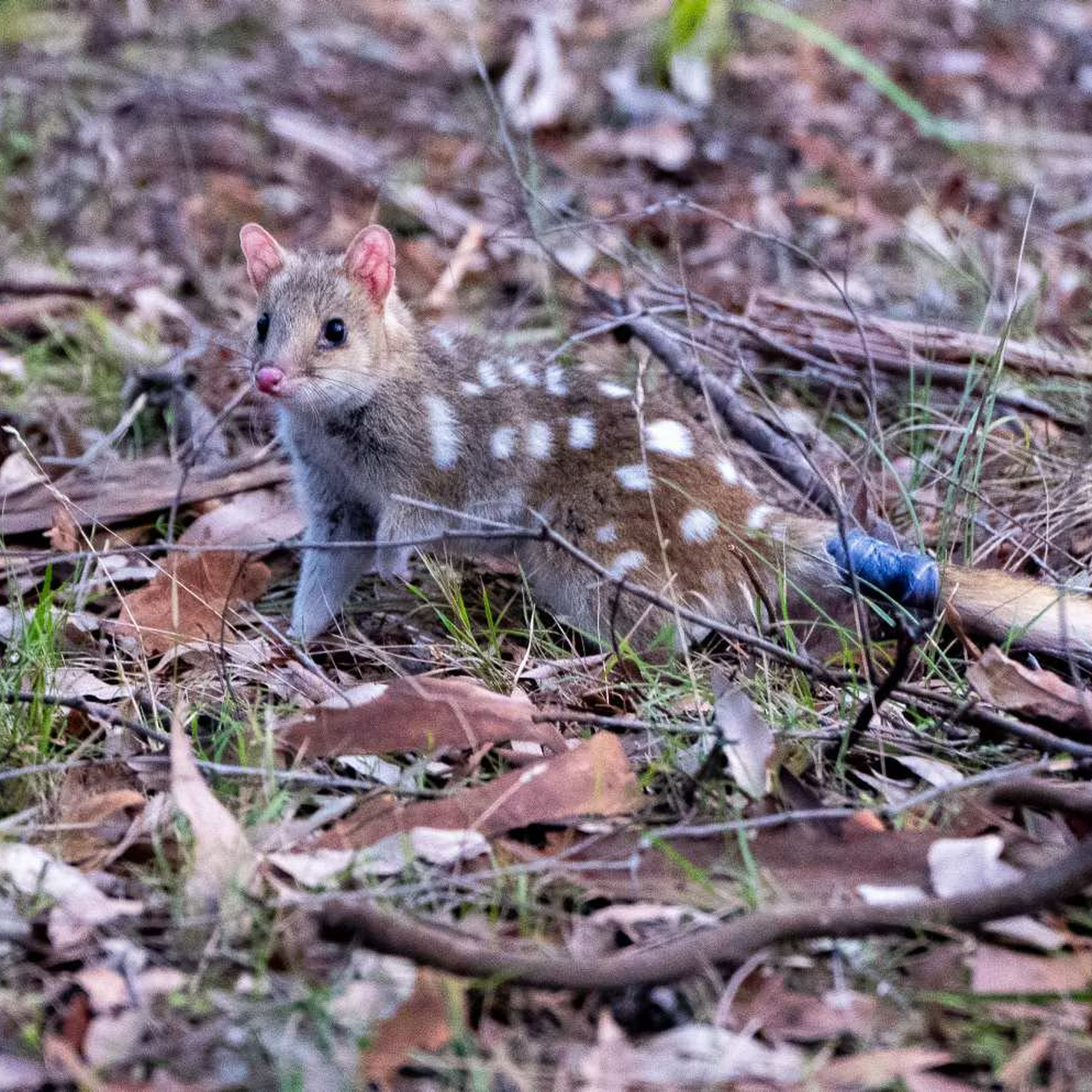 Eastern Quoll Life Cycle