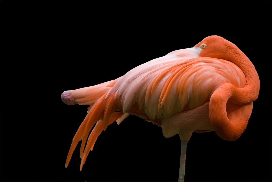 Flamingo at Rest on One Leg