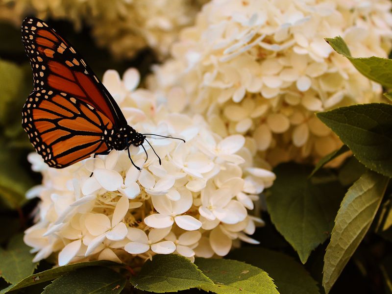 Monarch Butterfly Perched On Hydrangea Bush Smithsonian Photo Contest