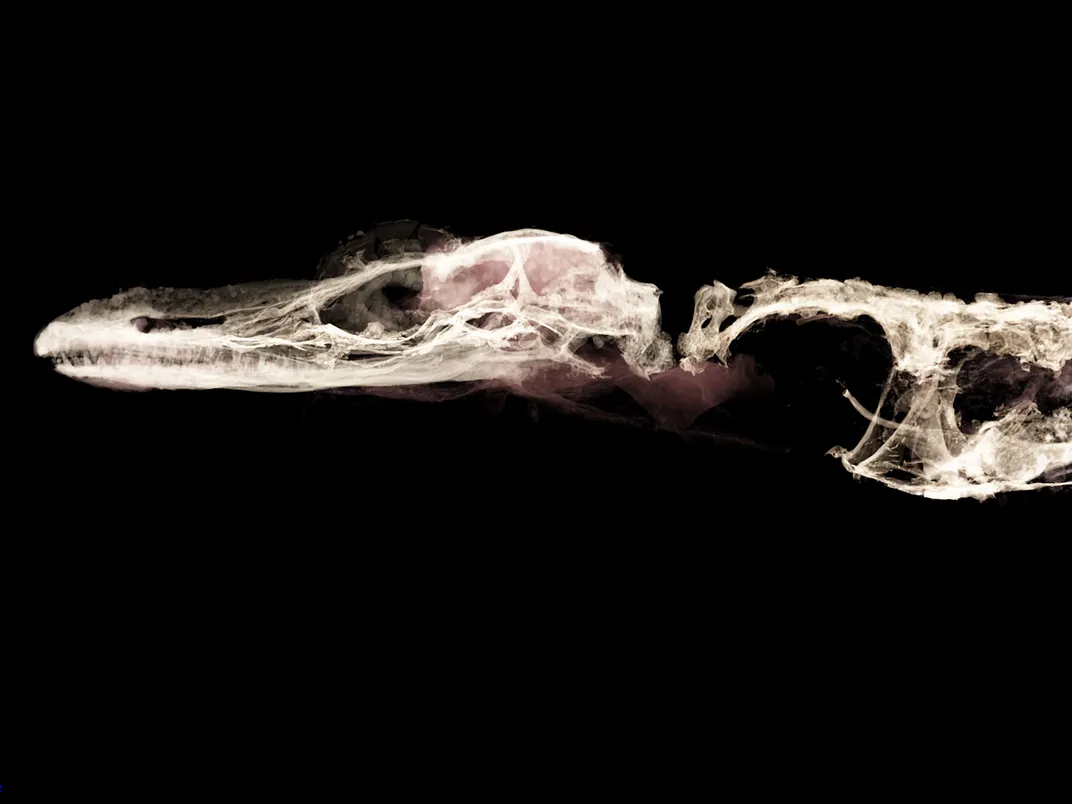 CT Image of Oculudentavis Naga 