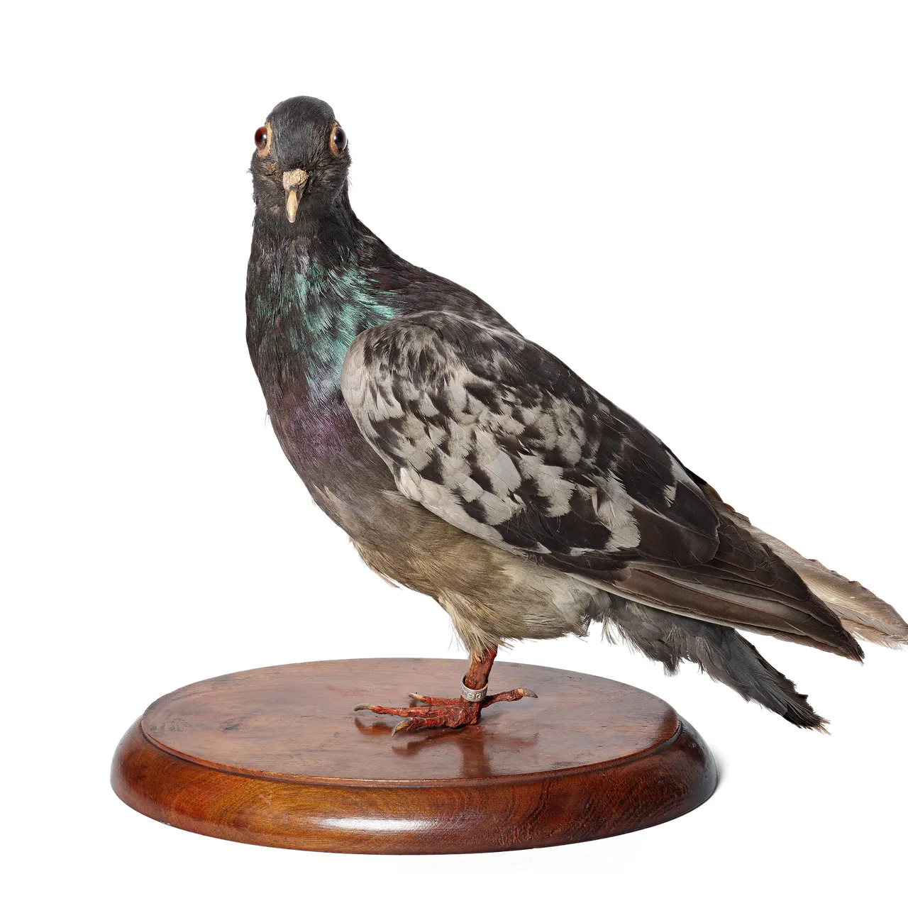 Duke the Hero Pigeon's Rescue