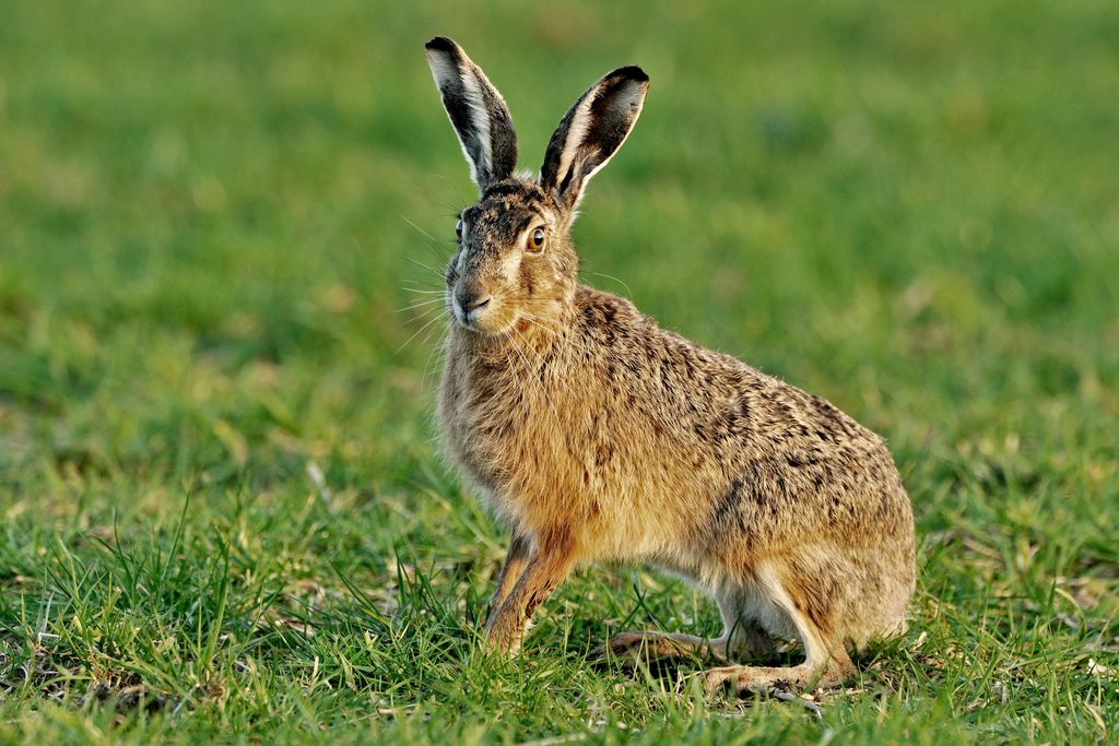 Hare