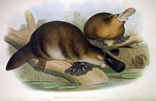 Platypus