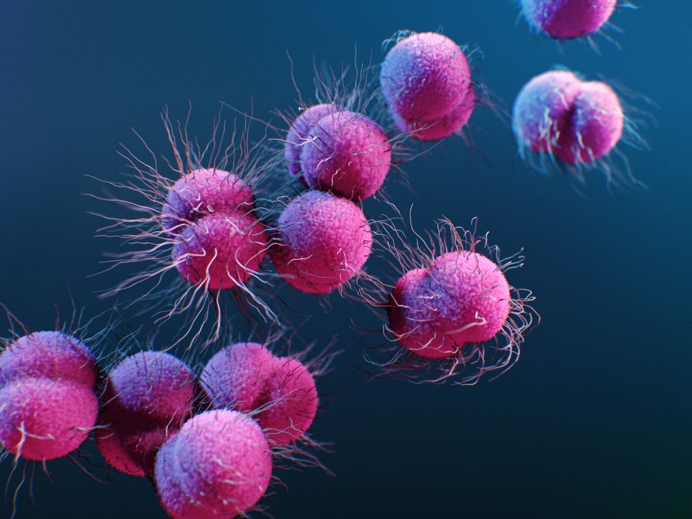 close-up round, pink, hairy bacteria