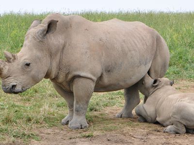 A mother rhino breastfeeding her baby
