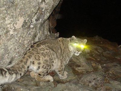Using motion-activated camera-traps, Smithsonian WILD captured unsuspecting animals, such as this snow leopard in China, from all over the world.