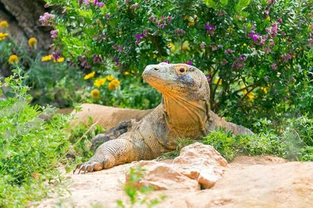 Like humans, captive Komodo dragons tend to impose their microbes upon their environments.