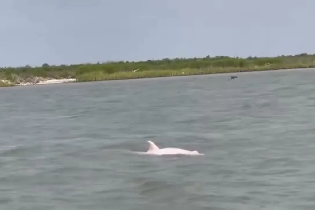 pink dolphin