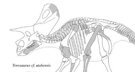 Torosaurus utahensis