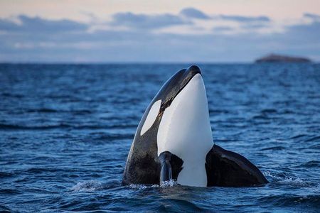 Orcas kill great white sharks, then eat their calorie-dense livers.