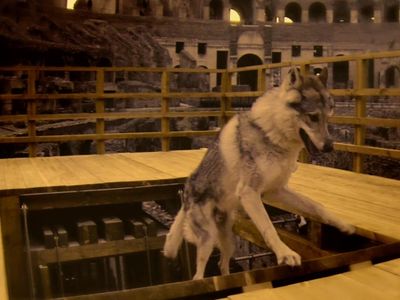 A wolf enters the Colosseum via the lift in the hypogeum. 
