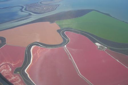 Colorful archaea grow in in ponds. 