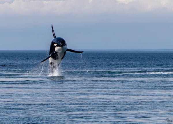 San Juan Surprise thumbnail