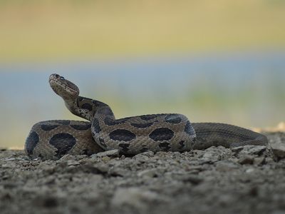 The project aims to map the "Big Four," or the four most common venomous snakes in India—the spectacled cobra, saw-scaled viper, Russell’s viper (shown here) and common krait.
