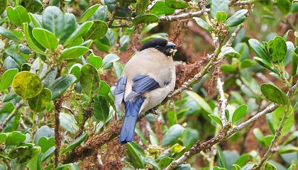 One of Europe&rsquo;s Most Endangered Birds Is Bouncing Back