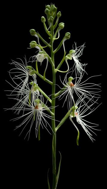 Habenaria medusae