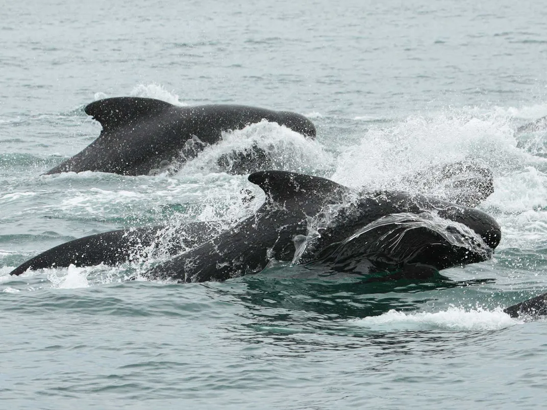 Why Do Pilot Whales Chase Killer Whales Near Iceland?