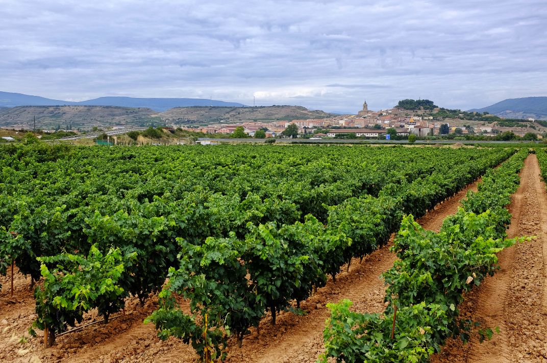 The vineyards of Rioja, with the village of Navarrete in the distance