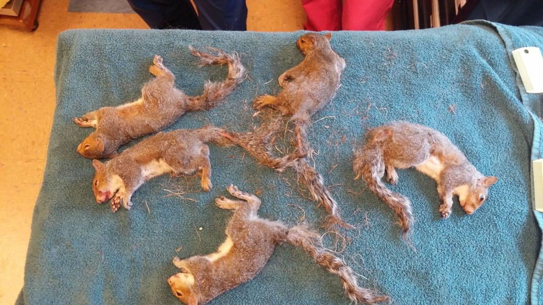 These 6 Baby Squirrels Accidentally Got Into a 'Rat King' Situation :  ScienceAlert