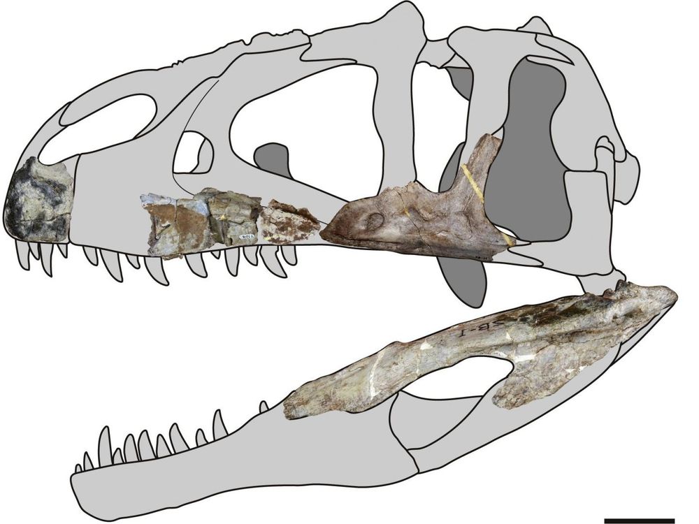 Siamraptor Skull