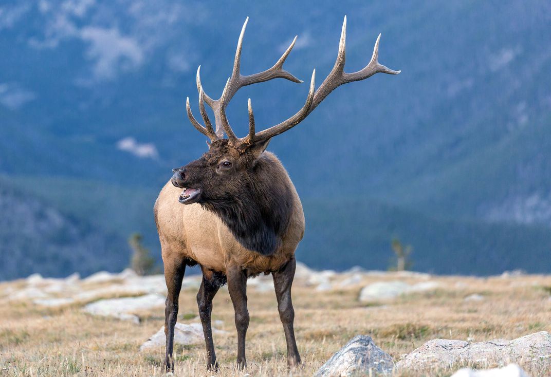 Bull Elk In Rocky Mountain National Park Smithsonian Photo Contest 