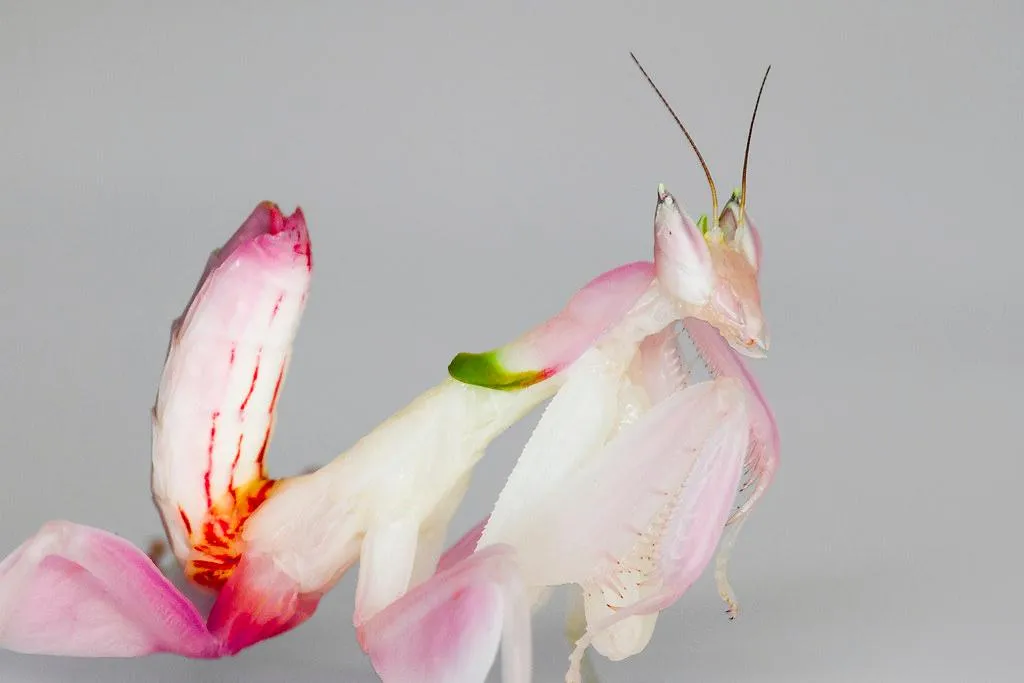 Orchid mantis