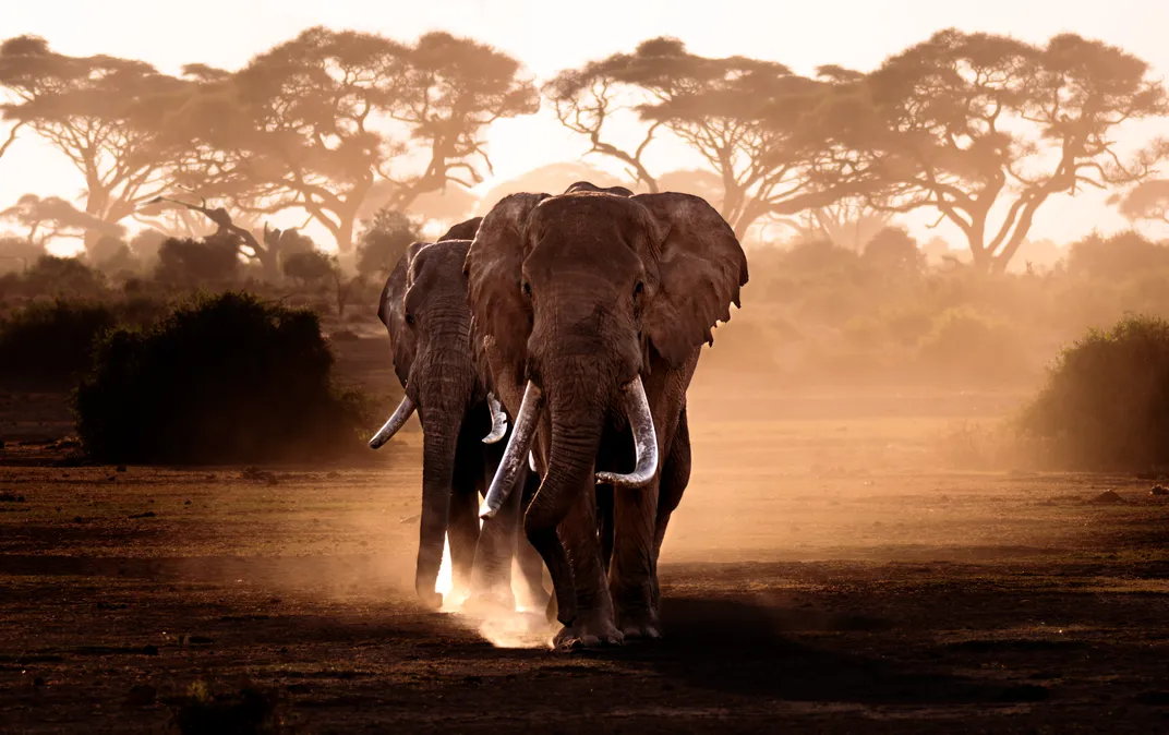 super tuskers