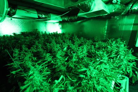 Indoor cannabis growing in California.


