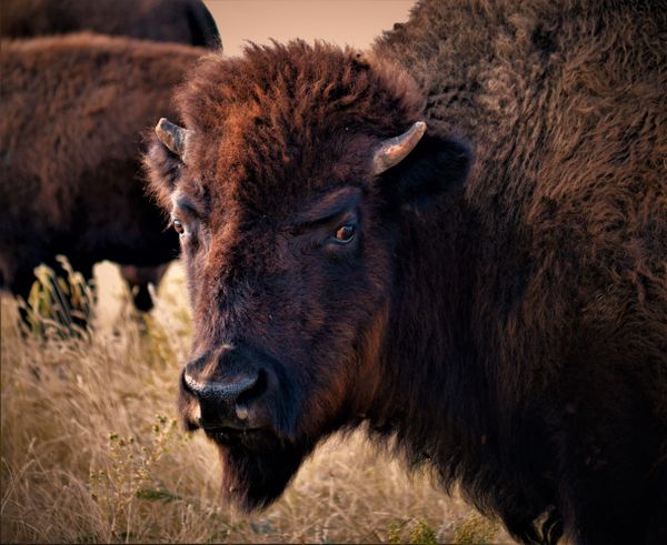 American Buffalo thumbnail