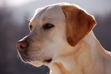 The study involved 104 Labrador retrievers between four weeks and 16 years old.