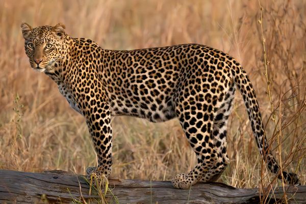 Leopard on log - Serengeti National Park thumbnail