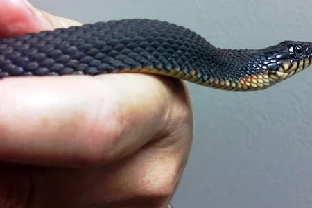 This yellow-bellied watersnake gave birth without male contact in the last eight years.